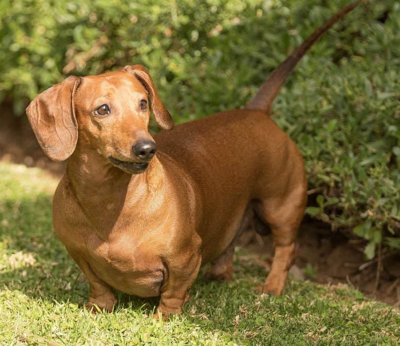 Dachshund in the grass