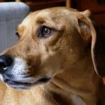 Brown and white Dachshund Beagle Mix up close