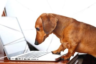 close-up photo of a Dachshund using a laptop