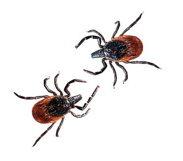 Blacklegged deer tick