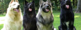 different colors of Shiloh Shepherd