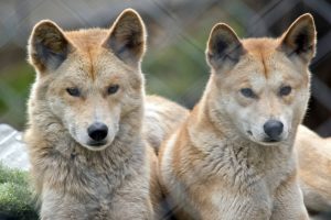 two golden dingo are resting together