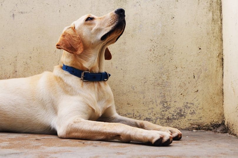 Labrador Retriever looking up