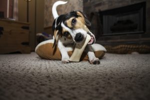 can dogs eat lamb bones