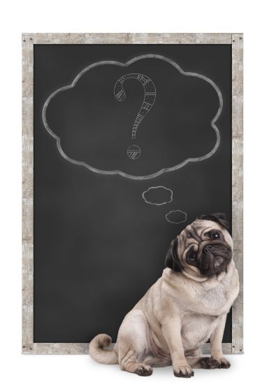 pug puppy dog sitting in front of blackboard with chalk question mark in thought bubble, isolated on white background