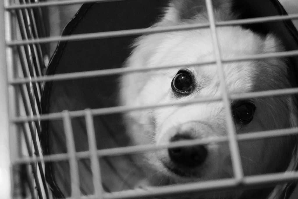 dog black and white cage