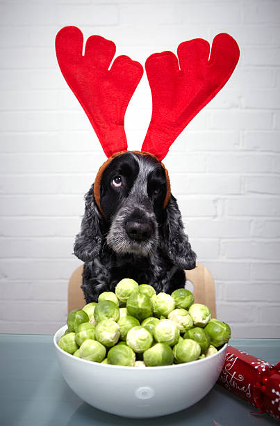 Can Dogs Eat Brussels Sprouts? 