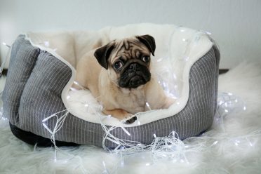 A Pug sitting on a bolster-type heated dog bed