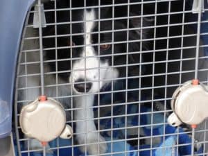 dog in a wired crate