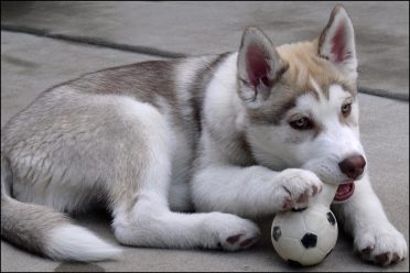 6-month-old Siberian Husky Puppy playing with a ball