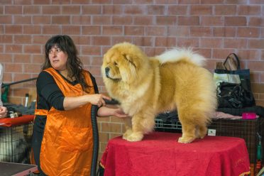 Chow Chow on a grooming table, getting ready for its time on the ring