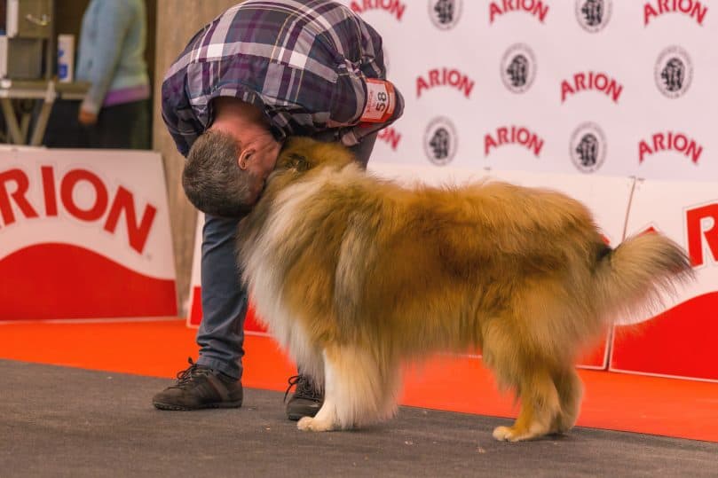 owner-handler showing love to his canine star