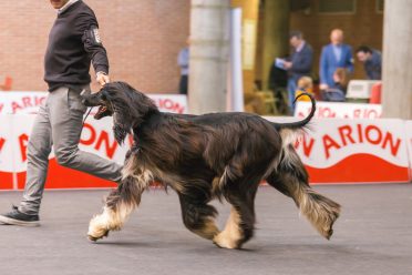 An Afghan Hound is gaiting on the left side of the handler