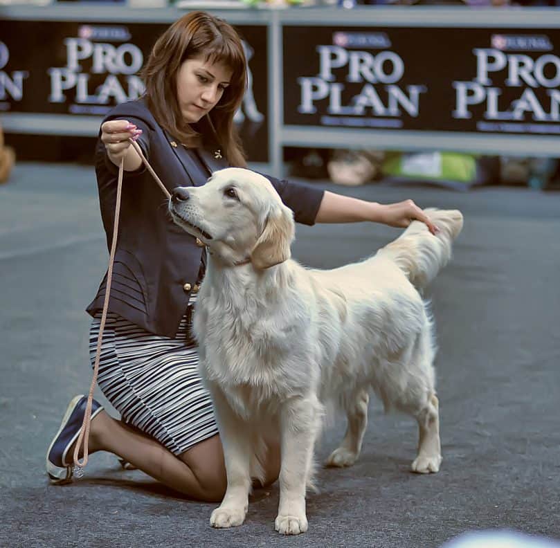 A retriever being judged in all its standard for its breed