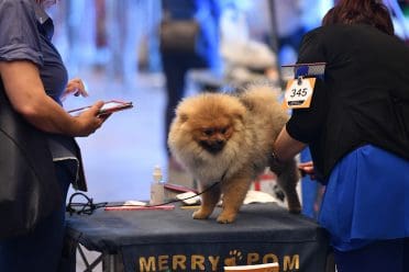 A groomed Pomeranian on a dog show platform