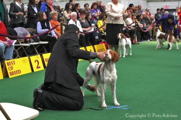 A Brittany dog in a stacking position in the Westminster Kennel Club Dog Show