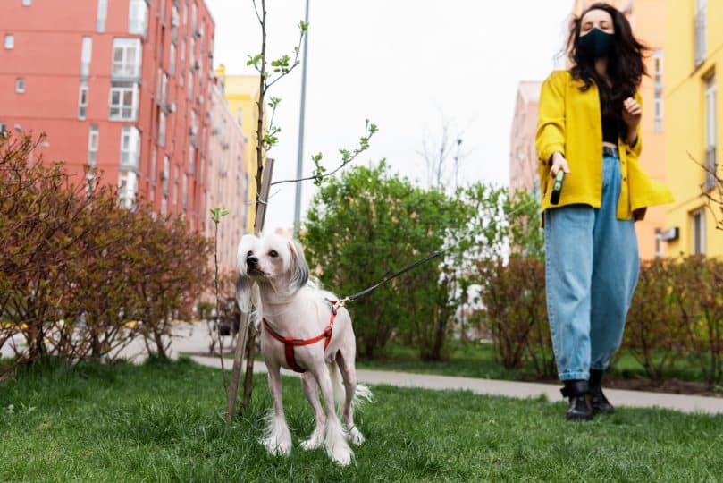 A woman walking her dog while wearing a mask in a small park without people during the Coronavirus pandemic