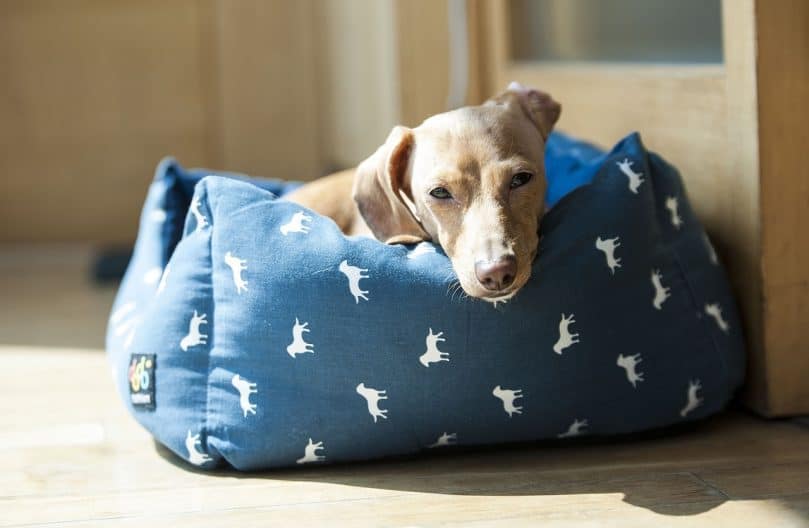 Dog laying on dog house heater pad