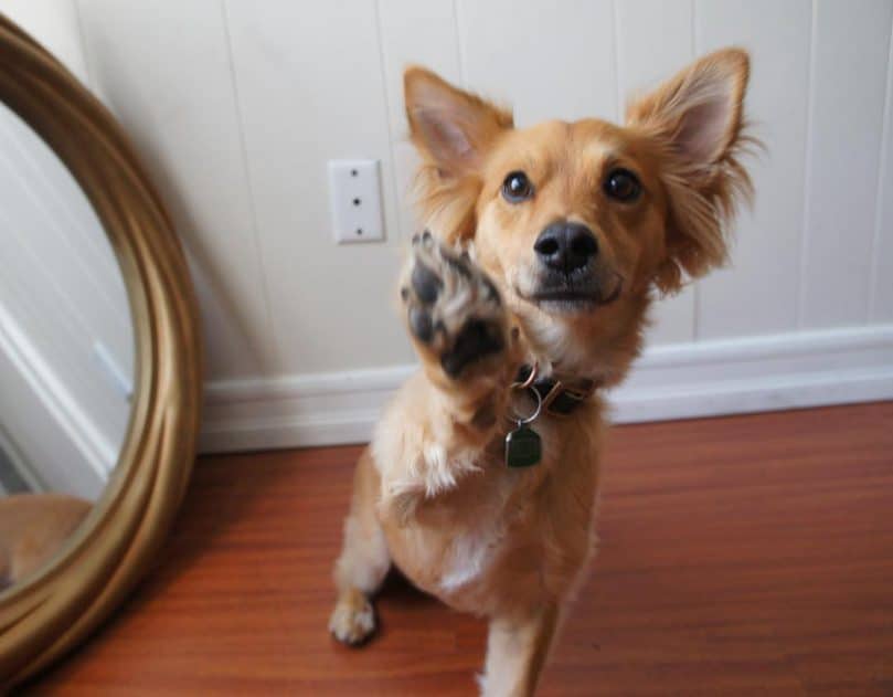 Dorgi sitting on the floor while holding up its paw