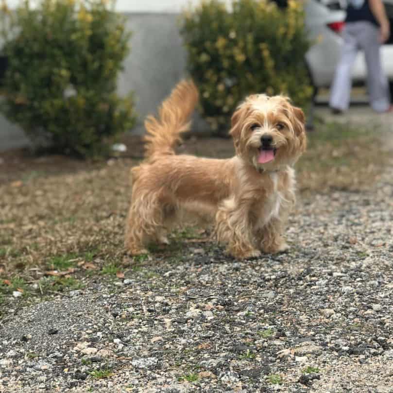 Doxiepoo ready to play