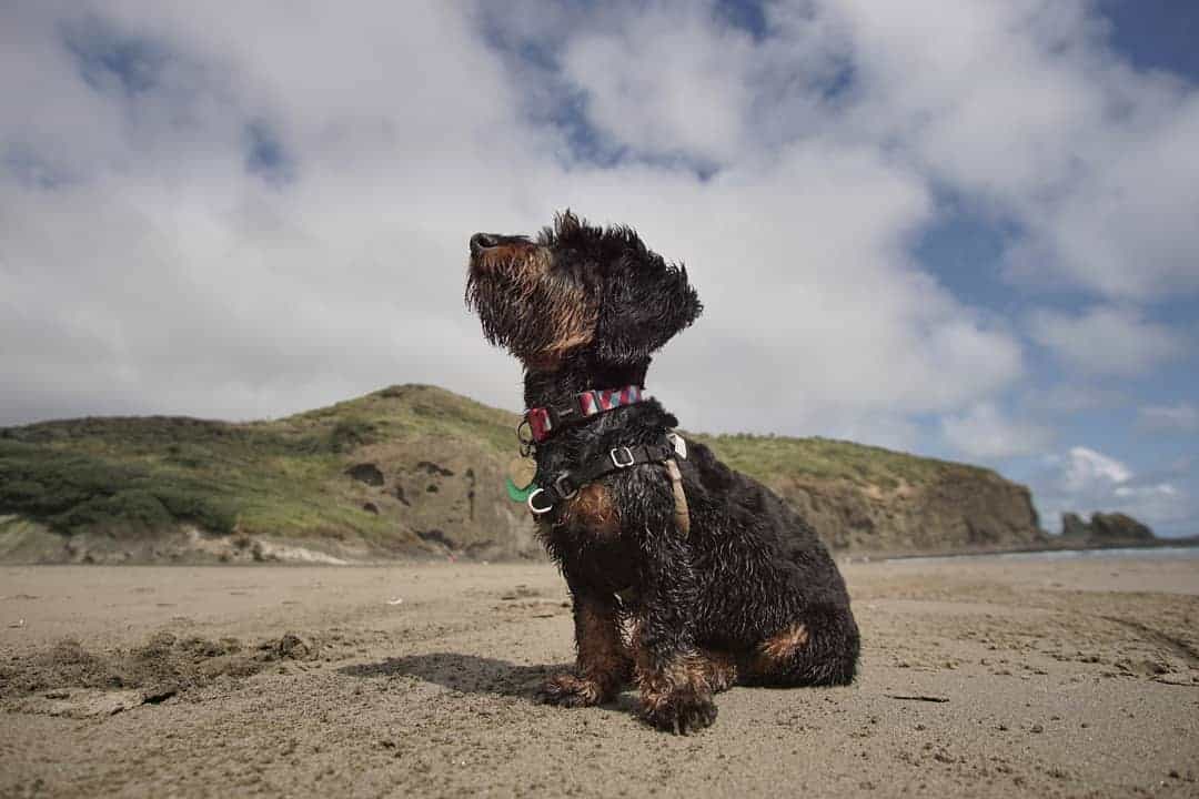 Doxipoo sitting outside