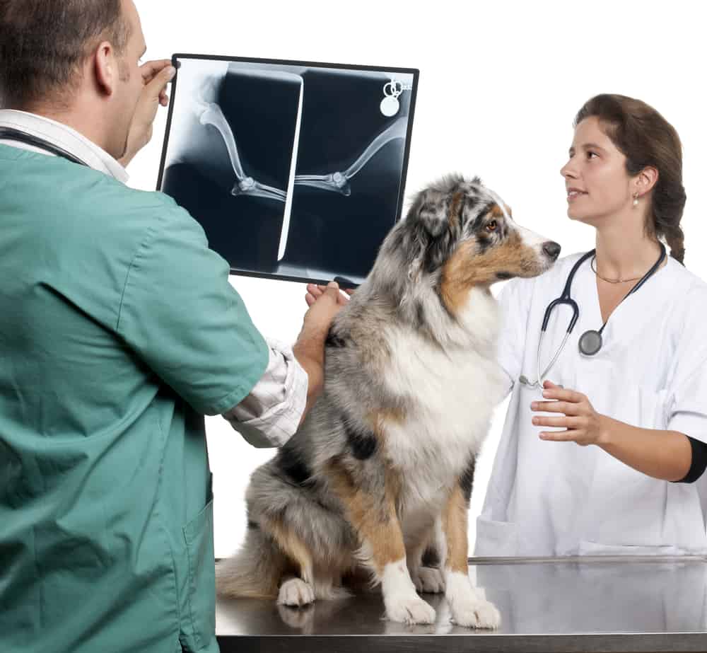 Vets examining a Australian shepherd's radiography