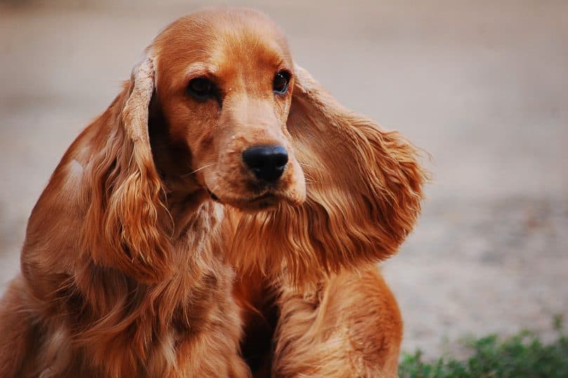 English Cocker Spaniel portrait