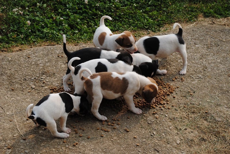 Feist puppies eating a meal