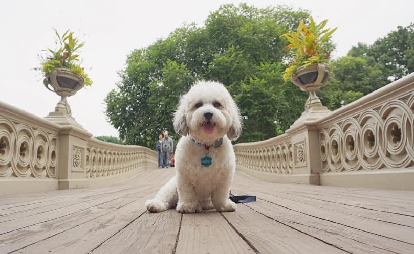 White fluffy Shichon sitting on a bridge 