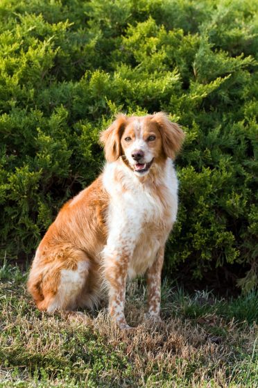 French Brittany Spaniel outdoors portrait