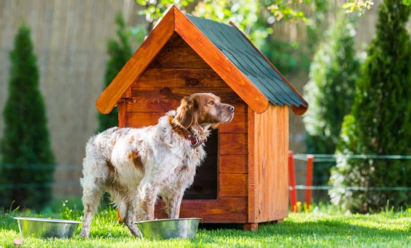 French Brittany dog outside near kennek