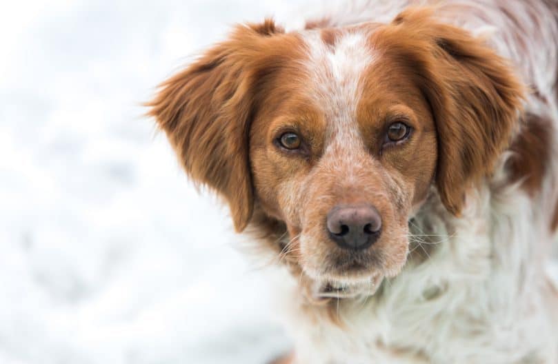 French Brittany on snow