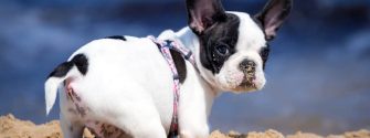 Black and white Frenchton puppy digging in the sand at the beach