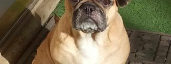 French Bulldog and Pug Mix with one ear up