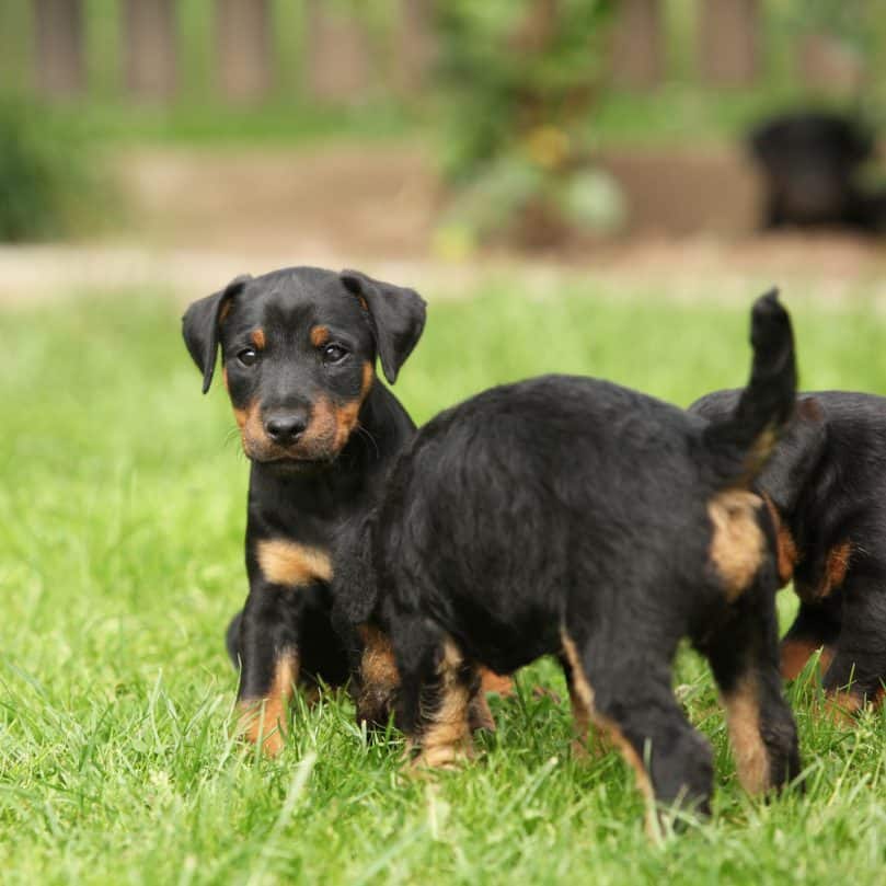 Beautiful puppy of German Hunting Terrier in the garden