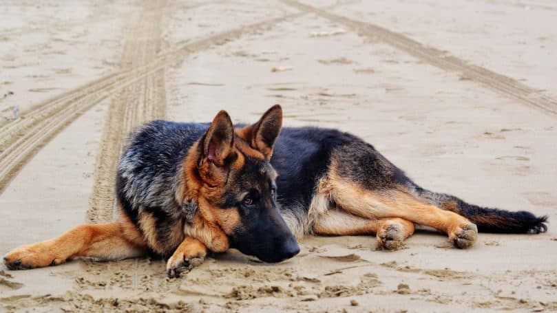 A GSD rests