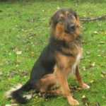 german-shepherd-border-collie-mix-4