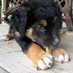 german-shepherd-border-collie-mix-6