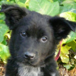 german-shepherd-border-collie-mix-7