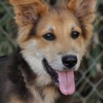 german-shepherd-collie-mix-1