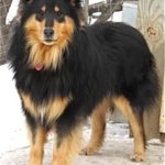 german-shepherd-collie-mix-3