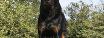 German Shepherd Doberman Mix standing in the grass