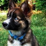 German Shepherd Husky Mix Shepsky