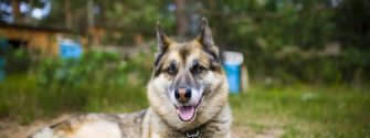 Portrait of an adult and a very intelligent dog on the nature. Mixed Shepherd and Husky.