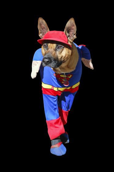 German Shepherd in Hero Costume