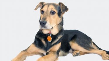 German Shepherd Lab Mix also known as German Sheprador or Labrashepherd