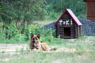 German Shepherd names