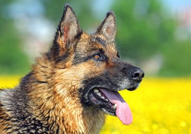 German Shepherd outside