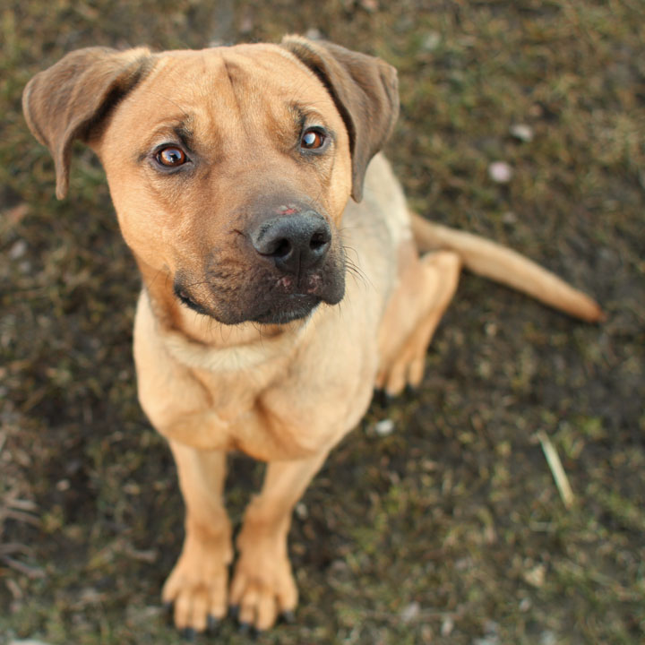 german shepherd pitbull mix