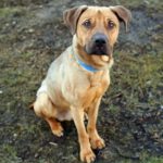 german shepherd pitbull mix